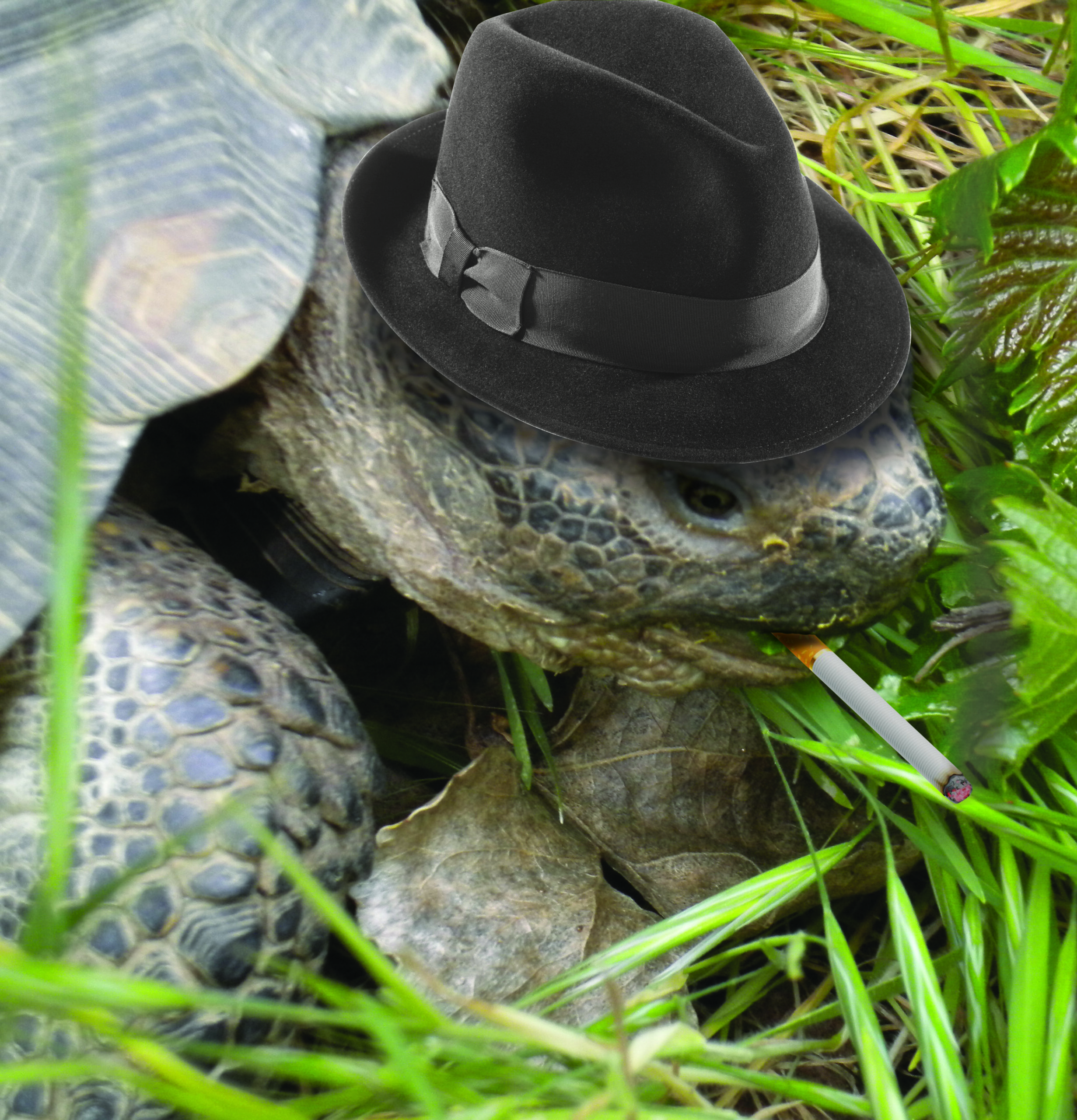 How My Tortoise Solves Crimes - Jeri Westerson